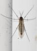Rymosia fasciata